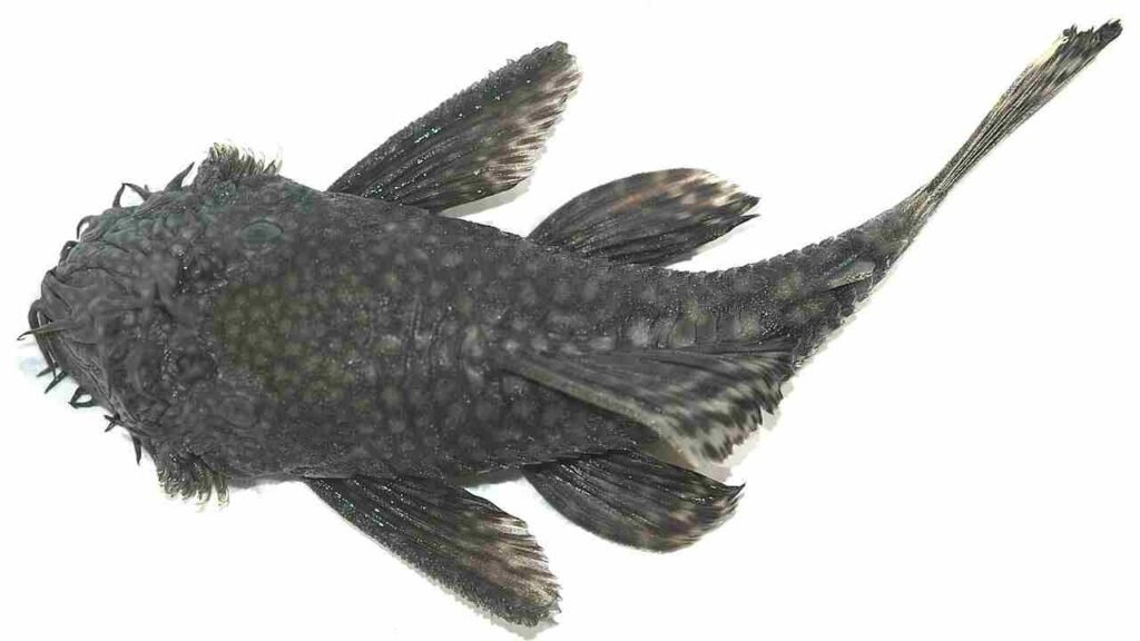asian catfish names