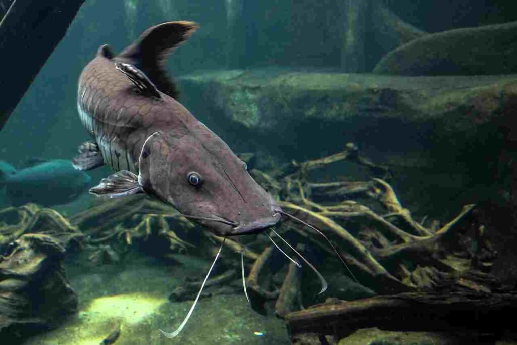 female catfish names