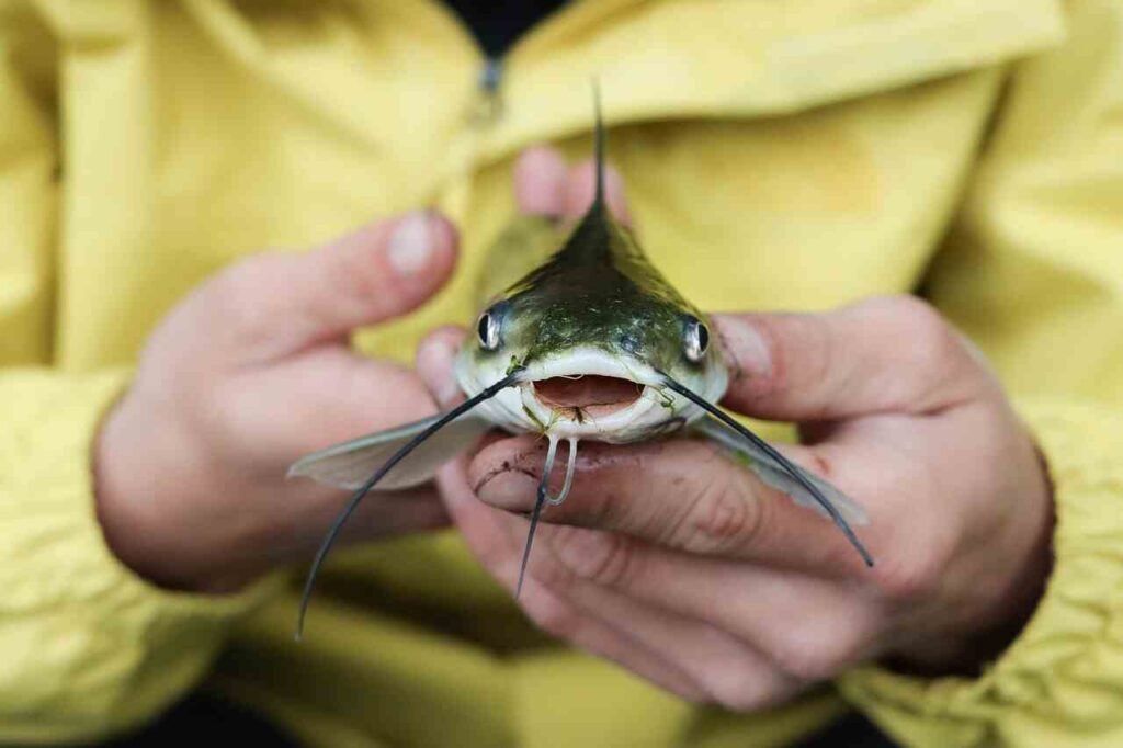 pet catfish names