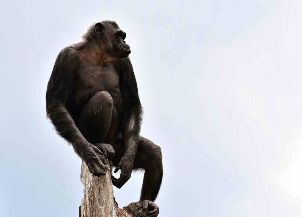 baby Chimpanzee Names