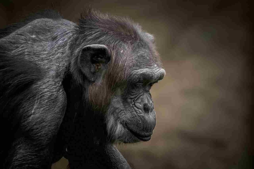 famous Chimpanzee Names