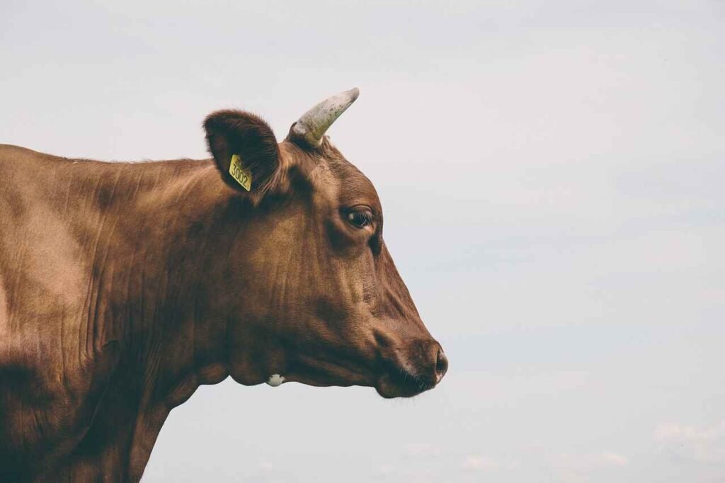 traditional Cow Names
