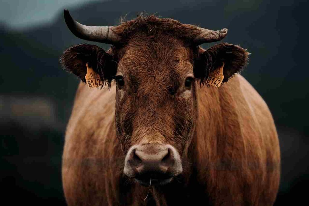 names for red cows