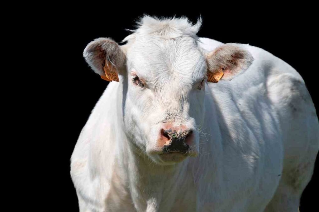 baby Cow Names