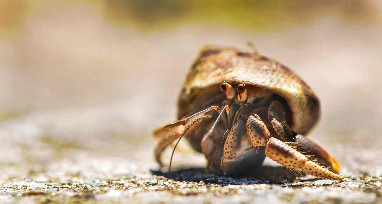 hermit crab names