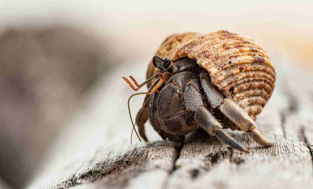 girl hermit crab names