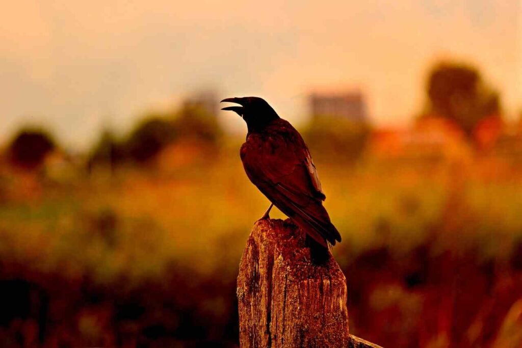 pet crow names