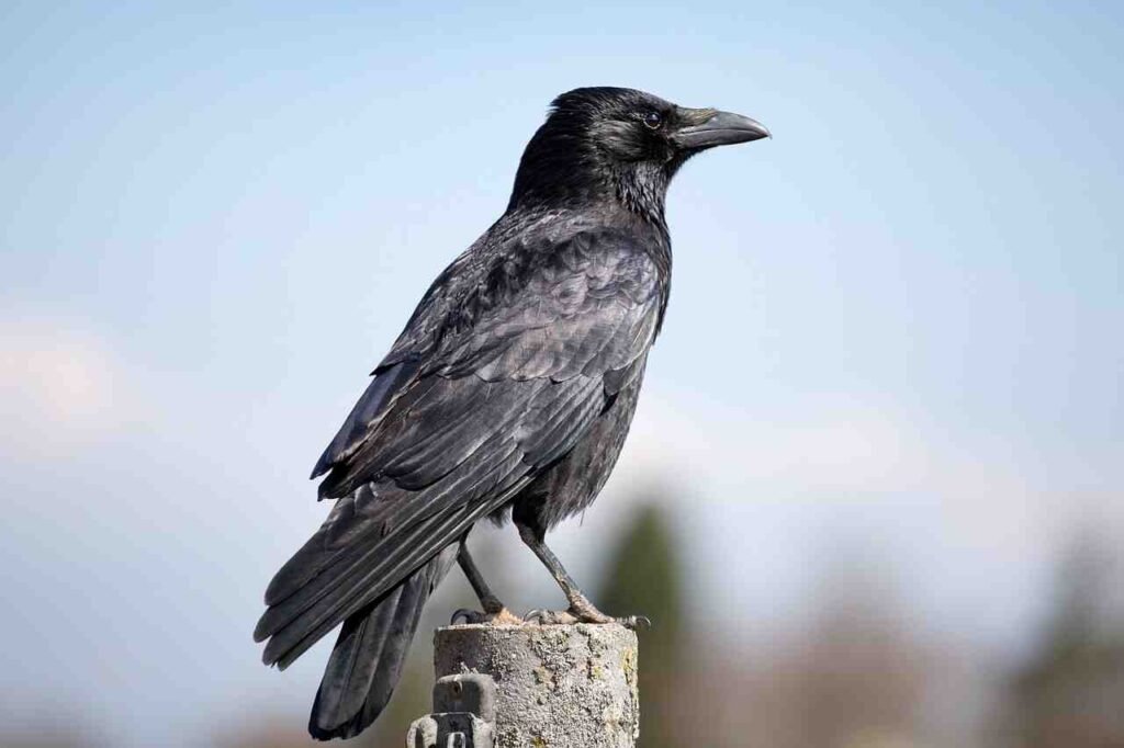 funny crow names