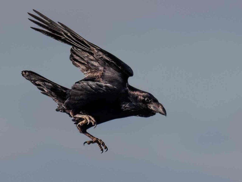 baby crow names