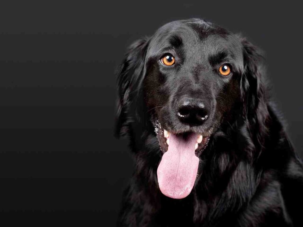 badass Russian Dog Names