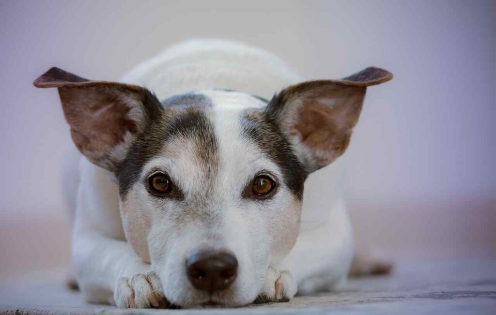 Russian Dog Names inspired by famous russian