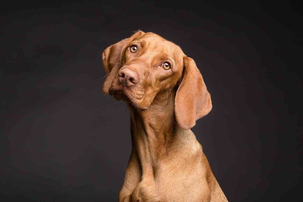 female Russian Dog Names