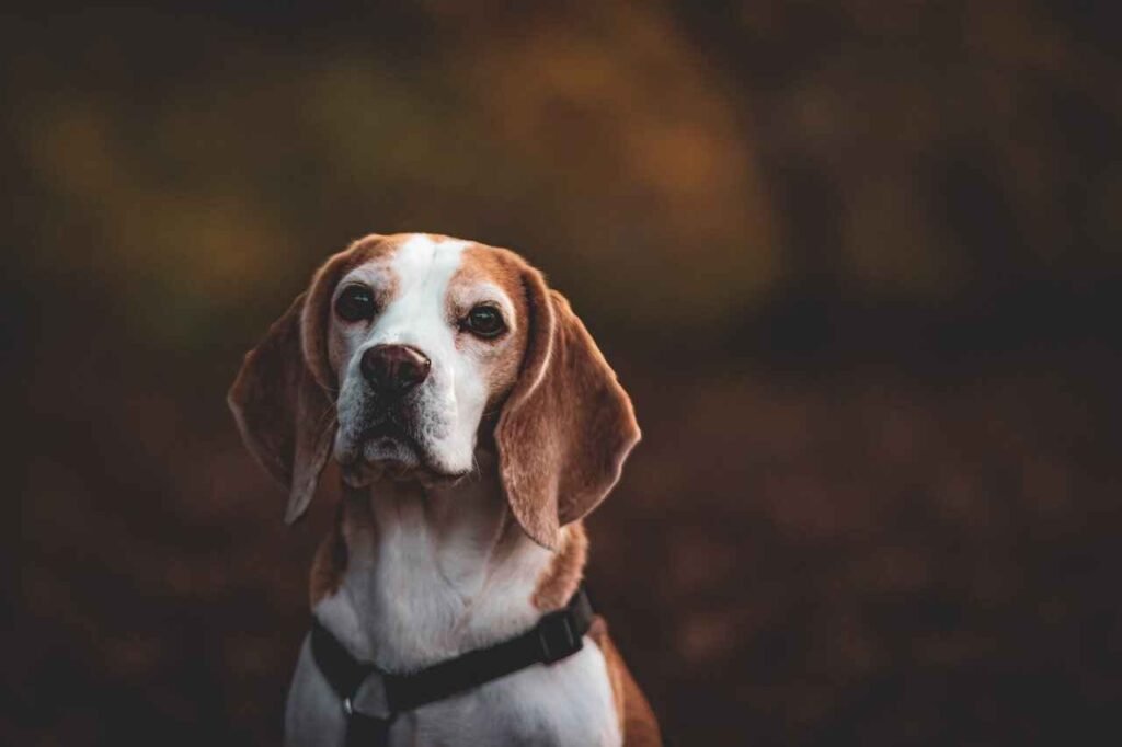 wine inspired Alcohol dog names