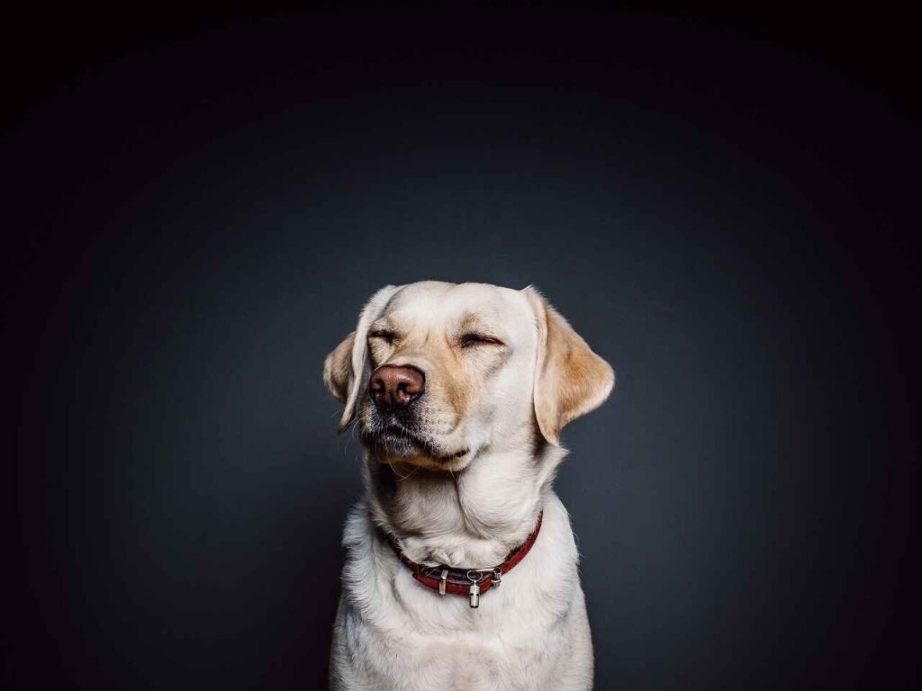 whisky names for dogs