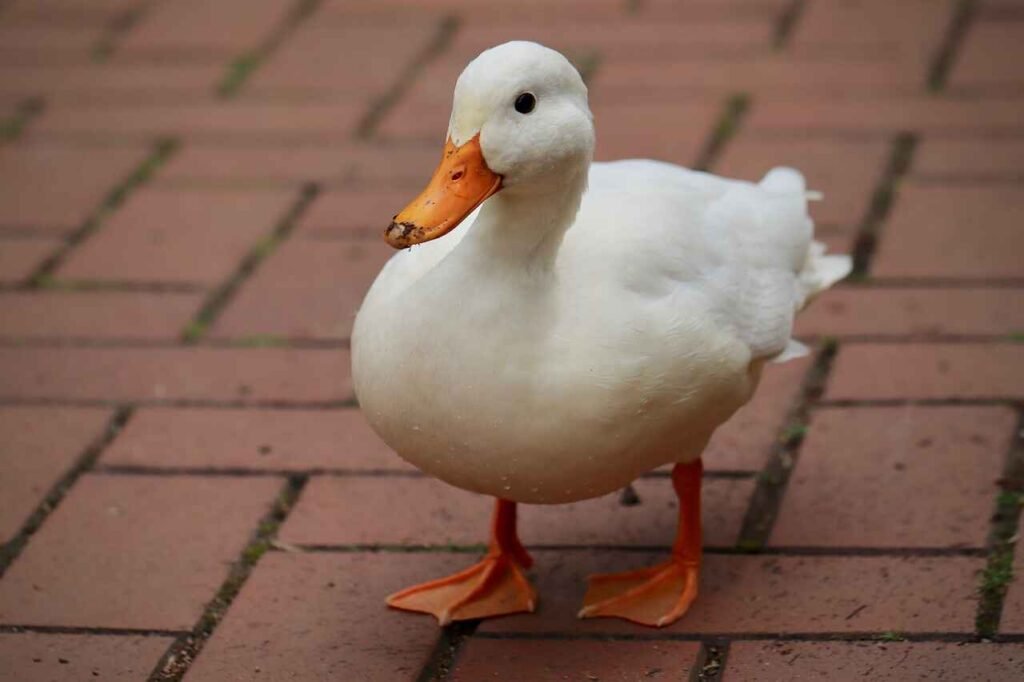 pet duck names