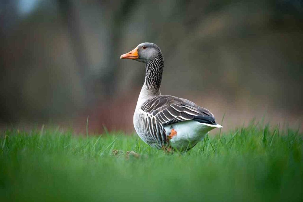 famous duck names