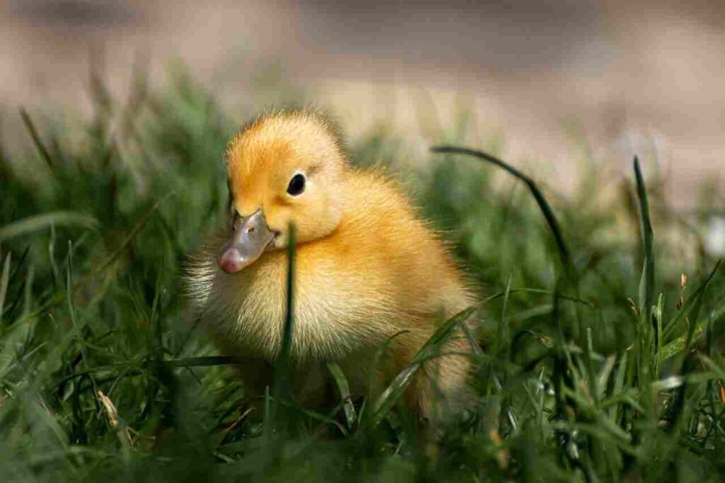 baby duck names