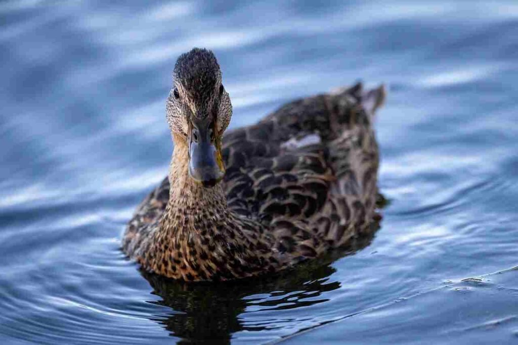 cool duck names