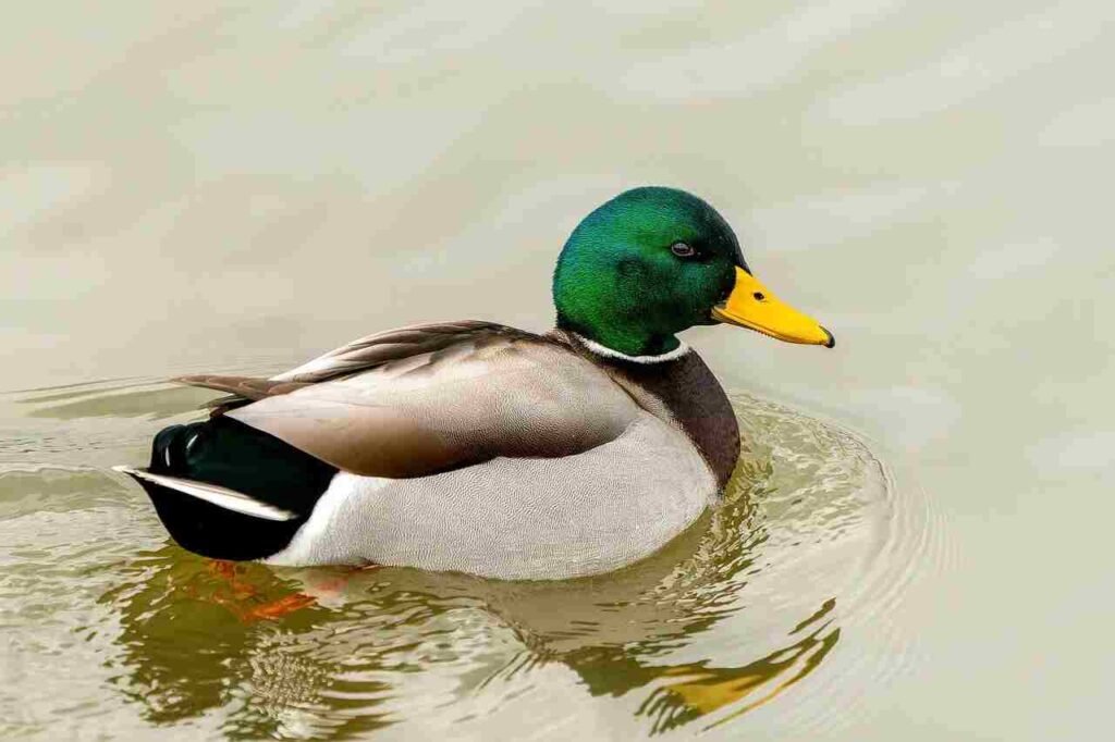 duck names