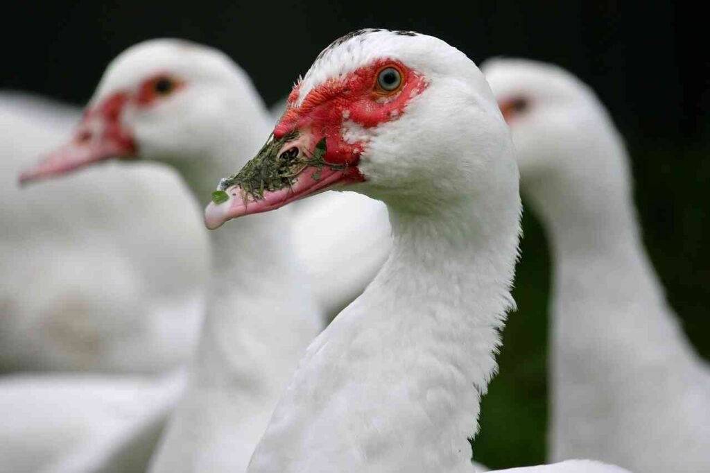 cute duck names