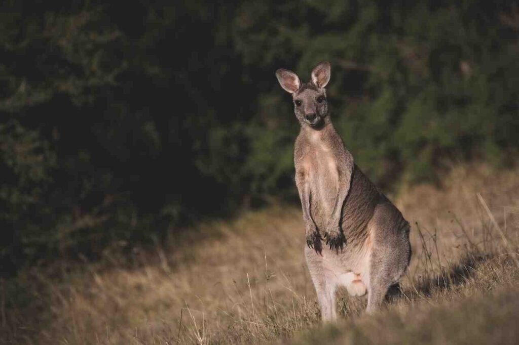 badass kangaroo names