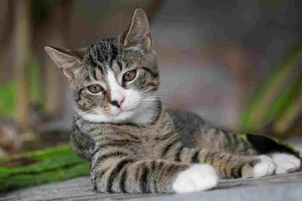 stylish female cat names