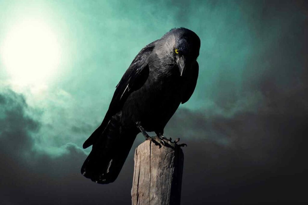 badass crow names
