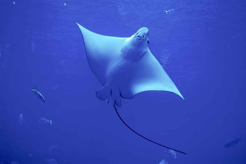 pet stingray names