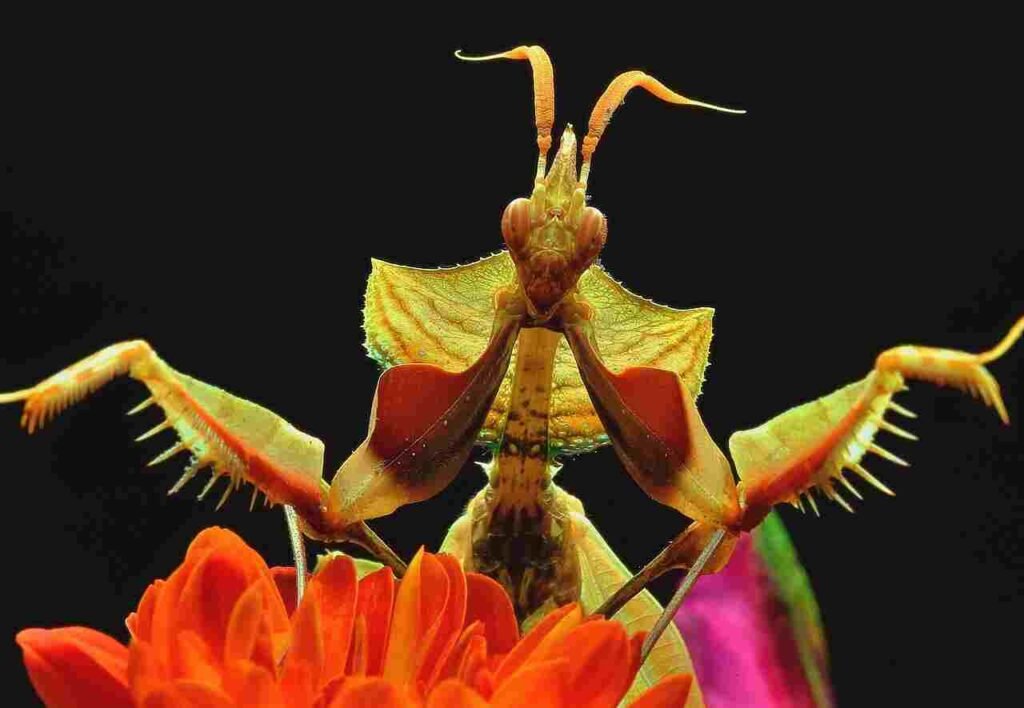 mantis size