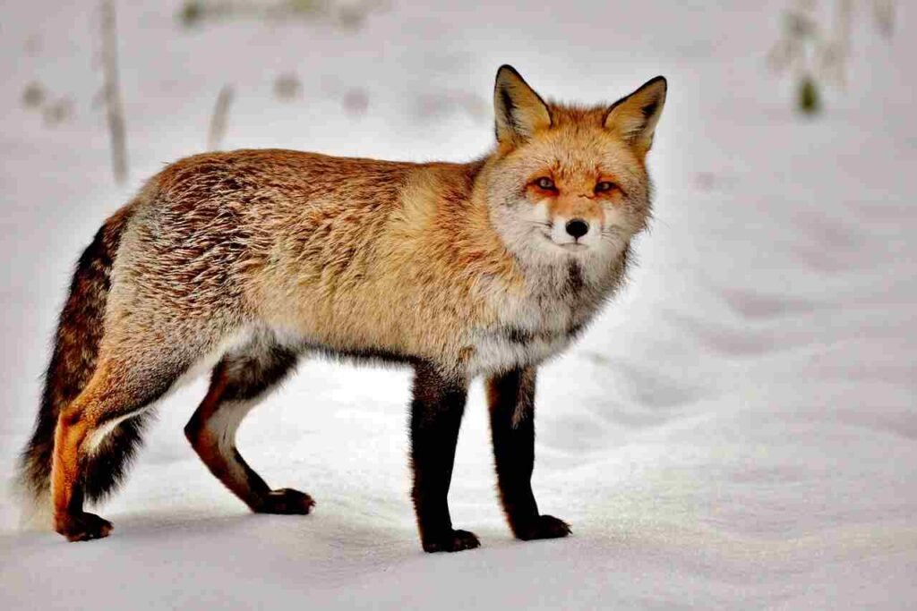 pet fox names
