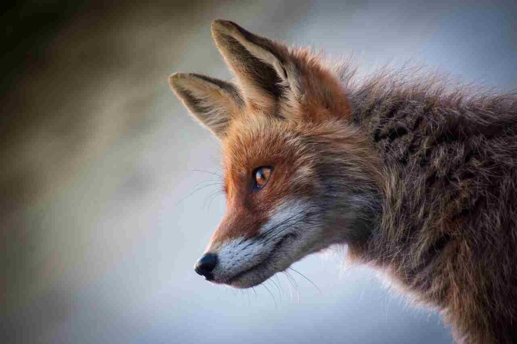 unique fox names