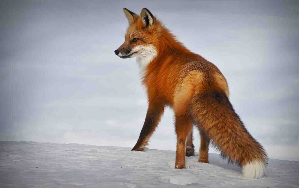funny fox names