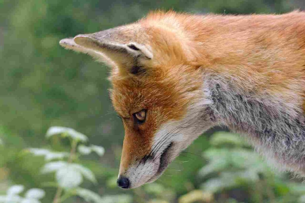 fox names