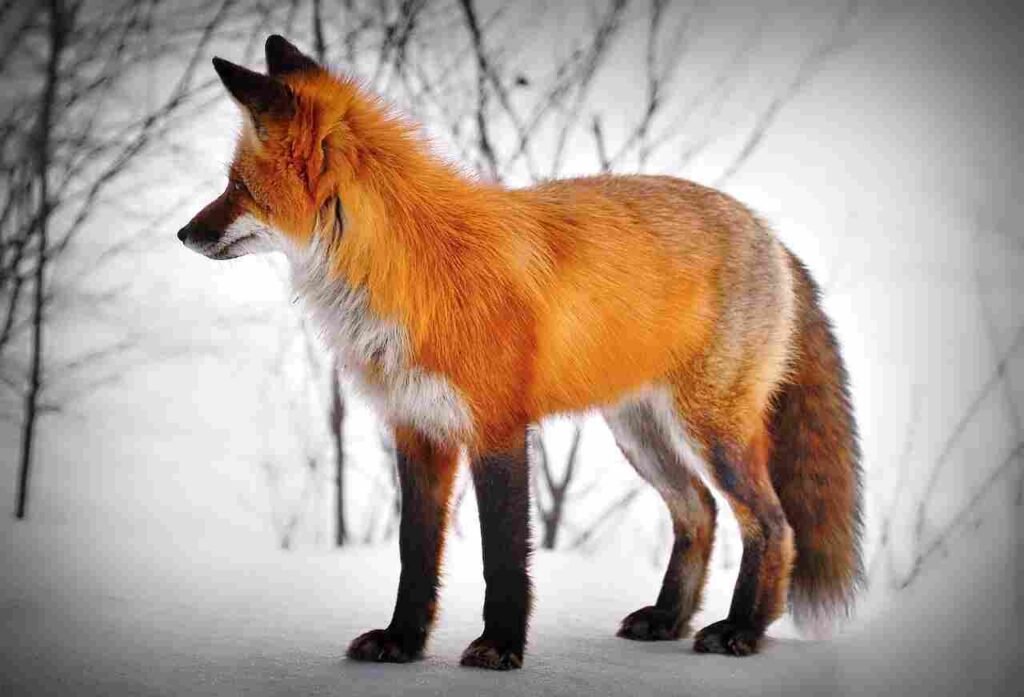 color-inspired fox names