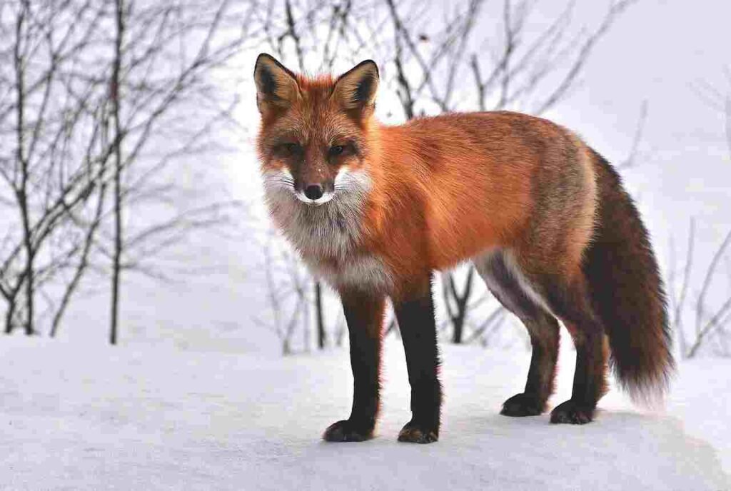 fox names