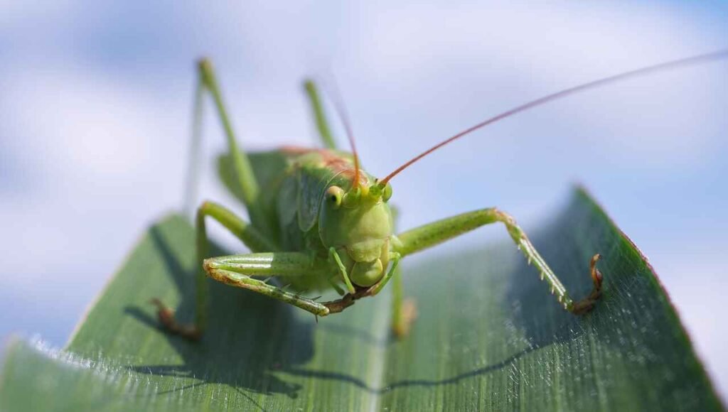 pet grasshopper names