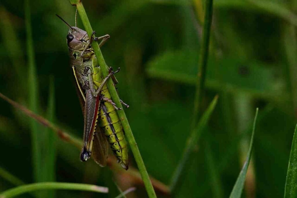 funny grasshopper names