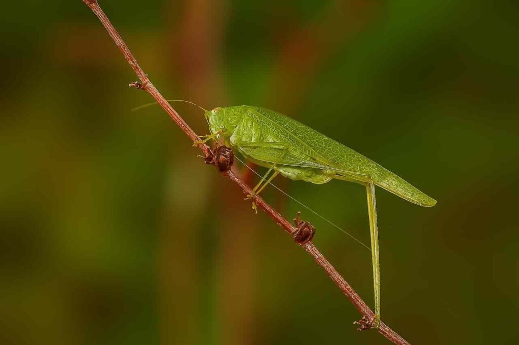 unique grasshopper names