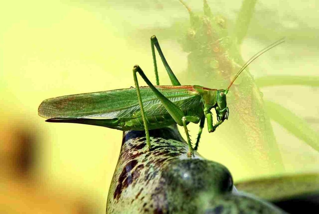 grasshopper names