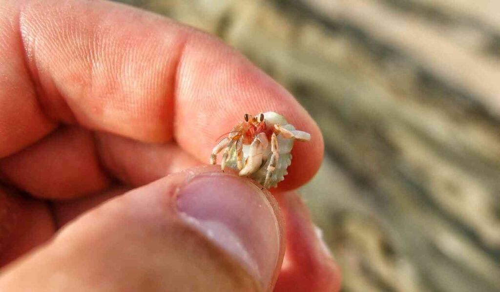 cute hermit crab names