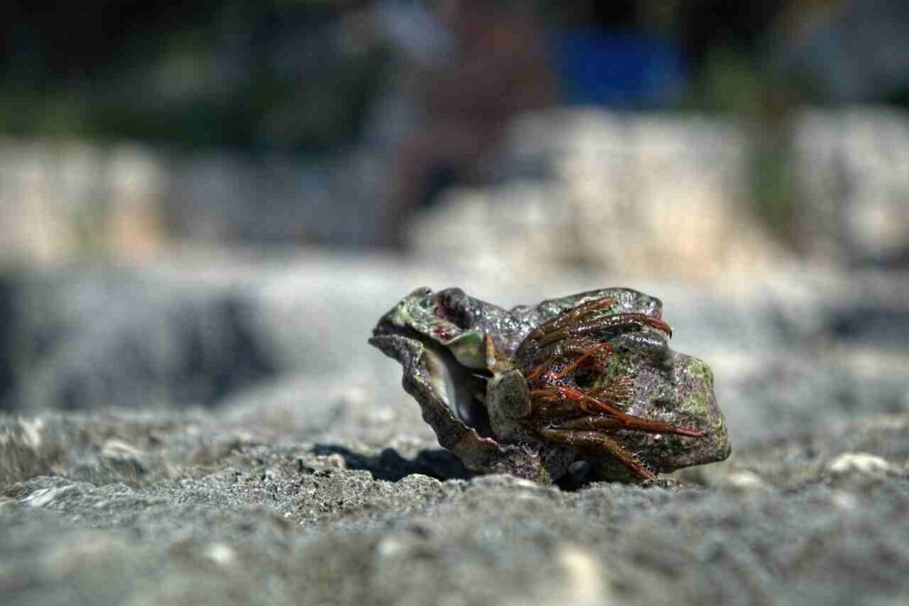 unique hermit crab names