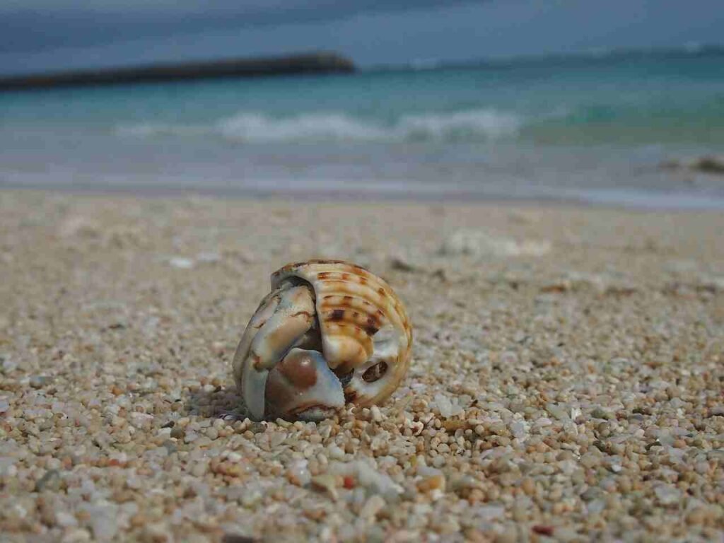hermit crab names for pairs