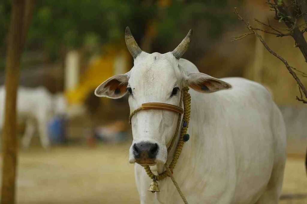 female Cow Names