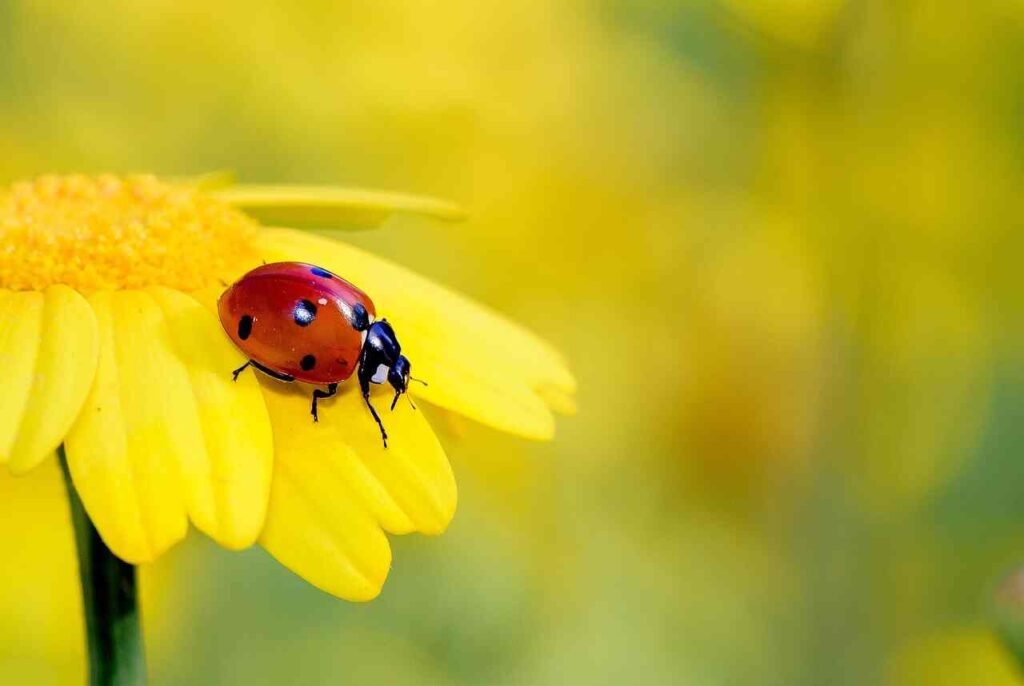 ladybug names