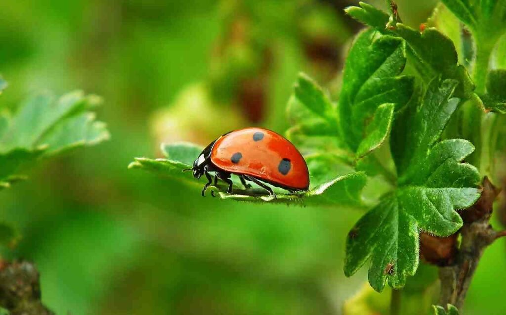 cool ladybug names