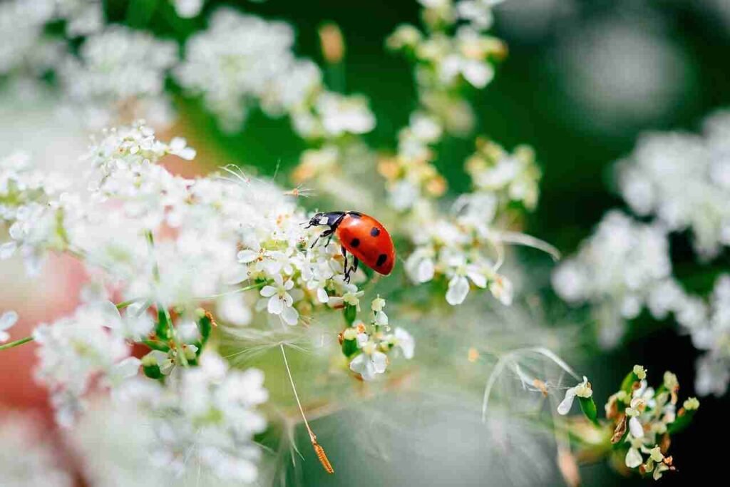 cute ladybug names