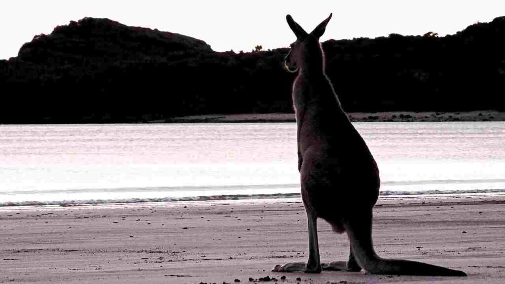 white kangaroo names