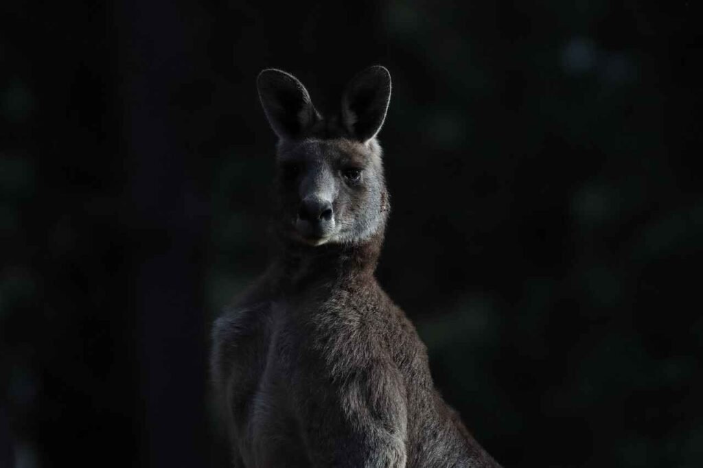 little kangaroo names