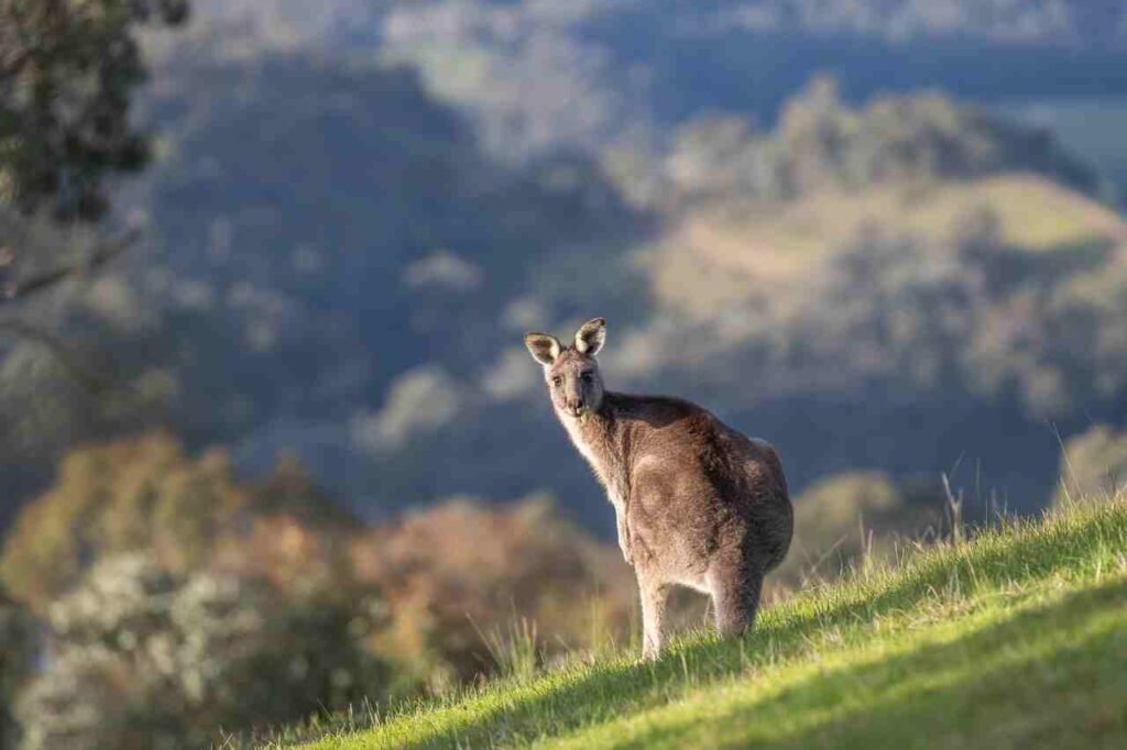 female kangaroo names