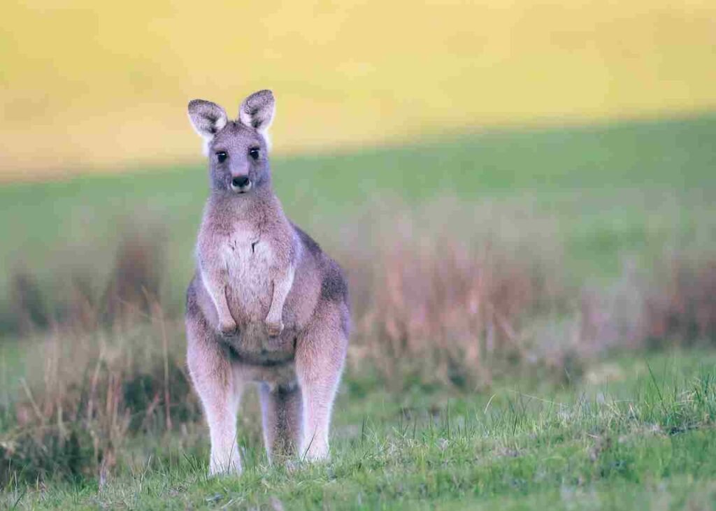 funny kangaroo names